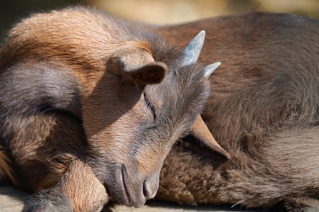 Fra rådyr til ren: Hvilket horn er bedst for din hund?